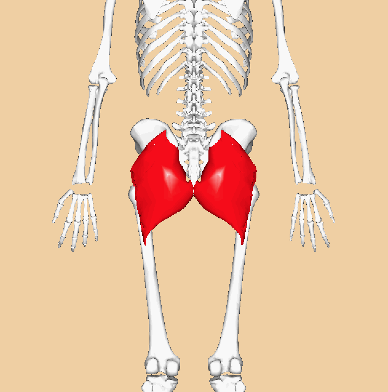 Glute Activation | What is Glute Activation? | Barr Health & Fitness