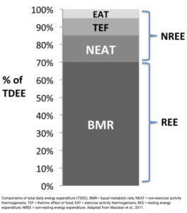 breakdown of total daily energy expenditure